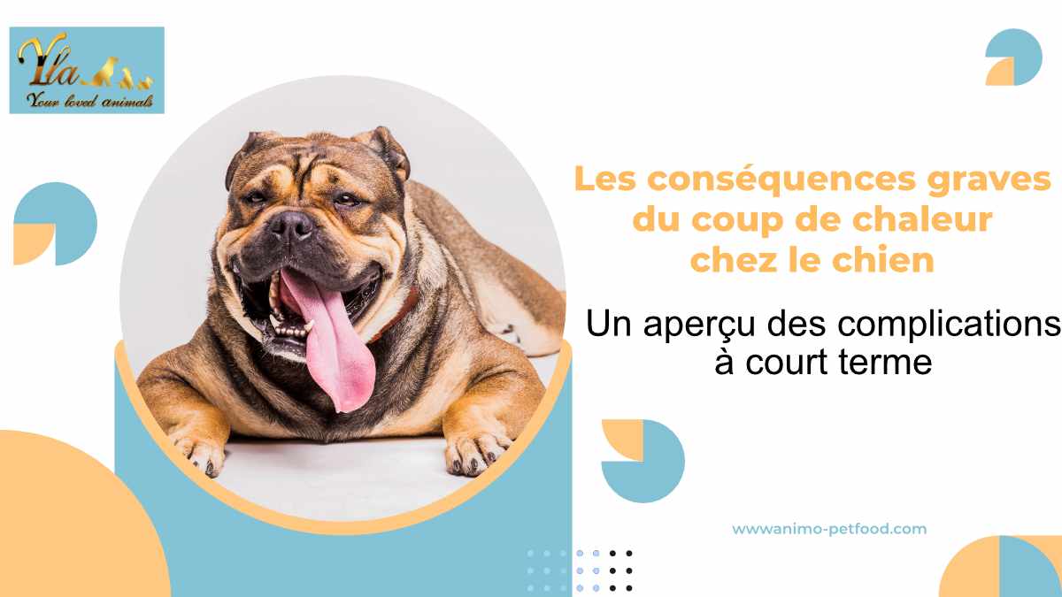 consequences-graves-du-coup-de-chaleur-chez-les-chiens